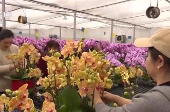 集市人氣旺、年宵花爭艷 “年貨消費(fèi)”活力充沛激發(fā)經(jīng)濟(jì)增長新動(dòng)能