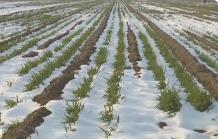 今年首場寒潮來襲，對農業(yè)生產影響幾何？