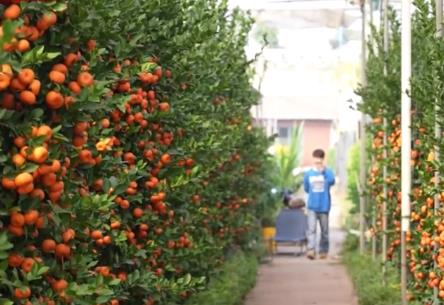 廣東順德“年桔之鄉(xiāng)”迎來(lái)豐收旺季 海外訂單陸續(xù)出貨
