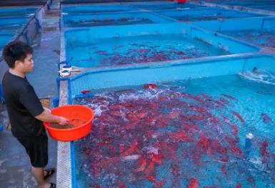 中國(guó)東星斑之鄉(xiāng)，居然是海南這個(gè)小城