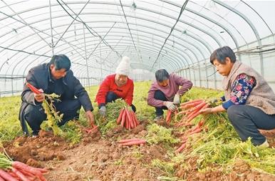 農(nóng)村實用人才達185.5萬人，河南大力培育農(nóng)業(yè)人才隊伍