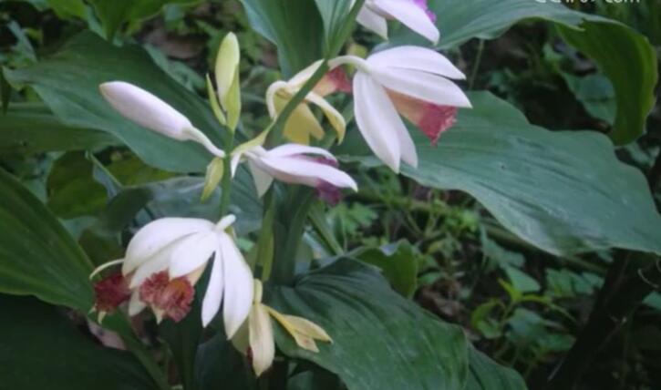 長(zhǎng)江經(jīng)濟(jì)帶國(guó)家級(jí)自然保護(hù)區(qū)珍稀物種保護(hù)成效顯著