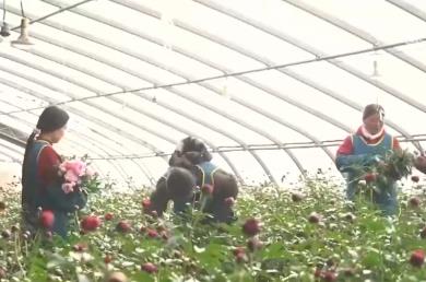 科技賦能“鮮花經(jīng)濟(jì)”花開更“艷” 百姓在繁花美景中迎接新的一年