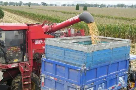 從趴地菠菜到豫農(nóng)優(yōu)品 河南如何耕好農(nóng)業(yè)強省“三塊田”