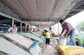 “大蒜之鄉(xiāng)”打響出口“金蒜盤”