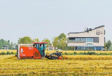 鍛長板、補短板、育新板　今年四川“三農(nóng)”工作劃重點