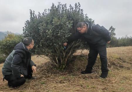 “中國(guó)苔茶之鄉(xiāng)”何以實(shí)現(xiàn)“古樹(shù)生金”