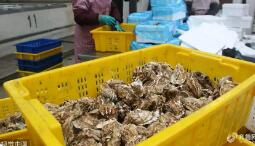 “中國(guó)牡蠣之鄉(xiāng)”產(chǎn)值突破百億 稅務(wù)合規(guī)同步提升