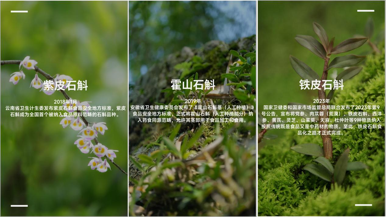 情人節(jié)送禮：紫皮石斛、霍山石斛、鐵皮石斛怎么選？