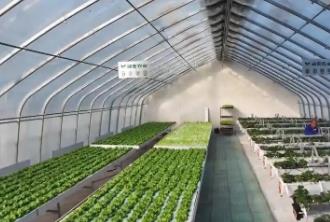 中國(guó)蔬菜之鄉(xiāng)山東壽光：AI算法成了“種菜管家”