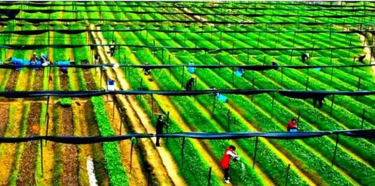 扎實(shí)推進(jìn)鄉(xiāng)村全面振興｜縣域富民產(chǎn)業(yè)迎發(fā)展新機(jī)遇