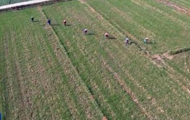 各地因苗施策開展田管 夯實(shí)夏糧生產(chǎn)基礎(chǔ)