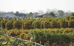 年桔熱銷(xiāo)正當(dāng)時(shí)，廣州“年桔之鄉(xiāng)”為何停辦“豐收節(jié)”？