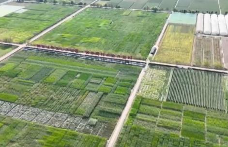 我國種業(yè)振興“五年見成效”目標(biāo)順利完成 “中國糧”用“中國種”態(tài)勢更加牢固