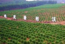 “中國(guó)沃柑之鄉(xiāng)”廣西武鳴：一顆“甜蜜果”串起百億富民鏈