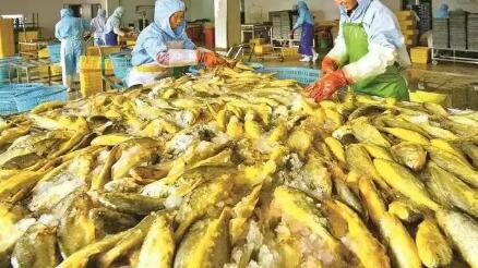 福建大黃魚(yú)“游”出產(chǎn)業(yè)新變化