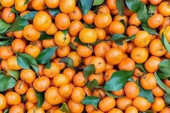 砂糖橘為何能“統(tǒng)治”春節(jié)？
