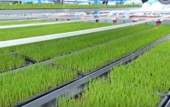 各地積極開展春耕春管工作 希望的田野上“苗”繪多彩春景圖