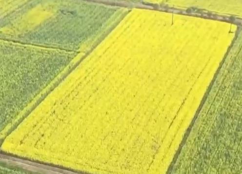 油菜籽扎根巴基斯坦，飼料“游”進(jìn)越南蝦塘！中國農(nóng)業(yè)這樣出海→