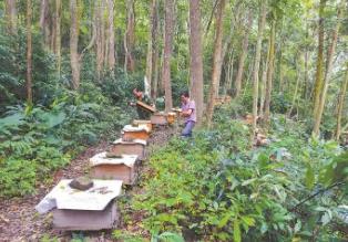 福建出臺十條措施加快林下經(jīng)濟高質量發(fā)展