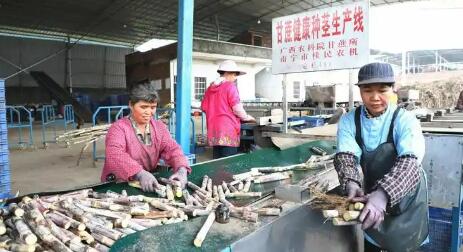 廣西來賓：人工智能助力“一根甘蔗”撐起百億產(chǎn)業(yè)