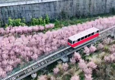 各地以“花”為媒點(diǎn)亮“美麗經(jīng)濟(jì)” 春日“顏值”加速轉(zhuǎn)化為文旅“價(jià)值”