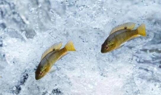 山東菏澤漁業(yè)產(chǎn)值突破二十億元 黃河鯉魚新品系培育獲突破