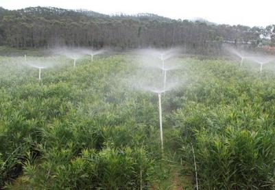 2026年綠美廣東生態(tài)建設(shè)苗木生產(chǎn)儲備總量超2億株