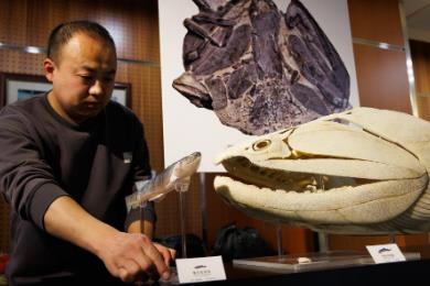 “從魚到人”再添新證！我國(guó)發(fā)現(xiàn)早期硬骨魚類化石