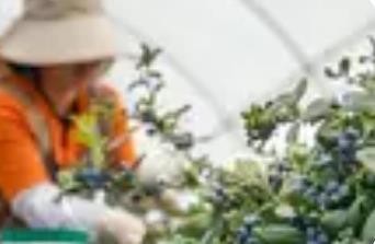 以思維升級做好“農(nóng)業(yè)+”