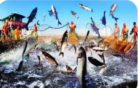 湖北淡水產(chǎn)品總量連續(xù)30年居全國第一