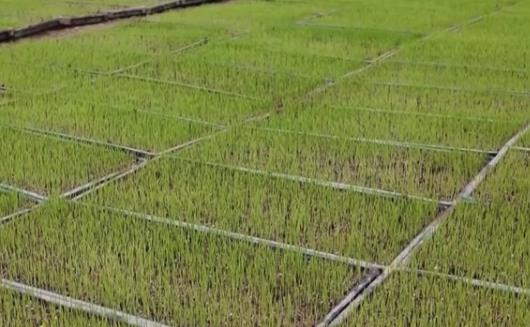 人勤春來早，農(nóng)忙正當時→把課堂搬到田間地頭 以科技賦能產(chǎn)業(yè)升級