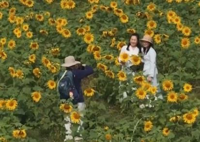 春花綻放帶旺鄉(xiāng)村游 花?！邦佒怠弊兾穆谩爱a(chǎn)值”點(diǎn)亮“春日經(jīng)濟(jì)”