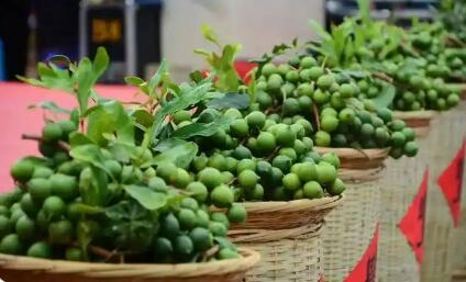 云南臨滄： “464”收益分配機制助推堅果產(chǎn)業(yè)做大做強