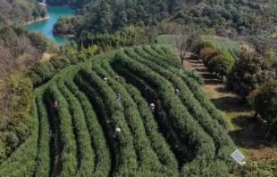 浙江武義：中國有機(jī)茶之鄉(xiāng)春茶全面開采