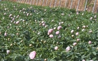 “好顏值”轉化為“好價值” “花卉+”豐富“賞花經濟”新業(yè)態(tài)釋放新活力