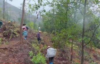 “碼上種樹(shù)”添新綠 國(guó)土綠化從“多多種樹(shù)”邁向“種好管好”新階段