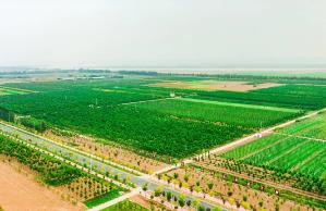 既要顏值又要氣質！河南啟動森林“健康計劃”