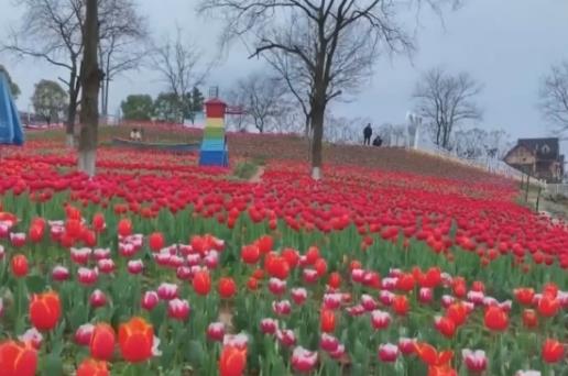 以花為媒將“流量”變“增量” 花海美景開(kāi)啟以旅促農(nóng)增收“金鑰匙”