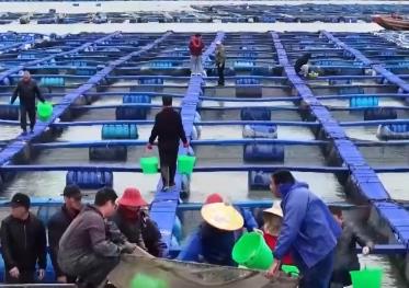 又到“海上春耕”時(shí) “藍(lán)色糧倉(cāng)”煥發(fā)蓬勃生機(jī)