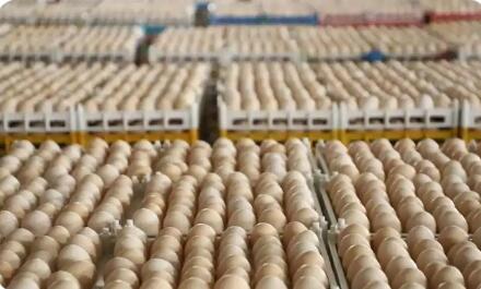 四川夾江“一枚蛋”撬動百億級產(chǎn)業(yè)集群