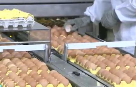 春日“菜籃子”裝滿時令蔬菜 3月“肉案子”價格呈現(xiàn)下降態(tài)勢