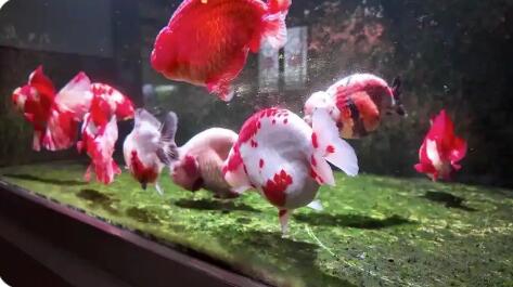 技藝革新 三產(chǎn)融合 品牌深耕  科技賦能福州金魚養(yǎng)殖產(chǎn)業(yè)提質(zhì)增效