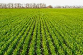 我國(guó)主產(chǎn)區(qū)冬小麥春季田間管理全面展開(kāi)