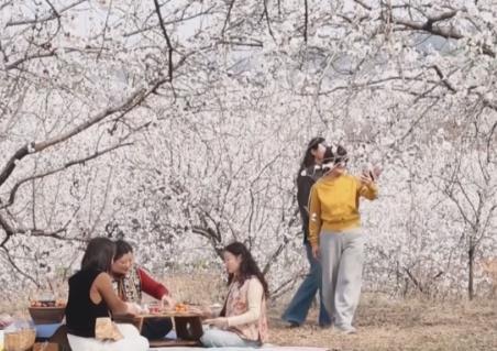 “賞花經濟”激活新消費場景 “農文旅”融合讓特色產業(yè)成為鄉(xiāng)村振興新引擎