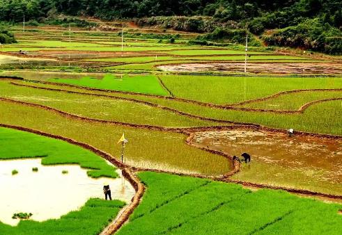 江西萬年：貢米之鄉(xiāng)的春耕“科技范”