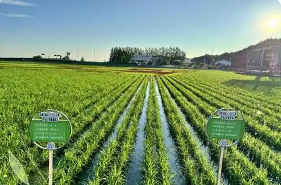 黑龍江慶安：定制農(nóng)業(yè)開辟增收新渠道