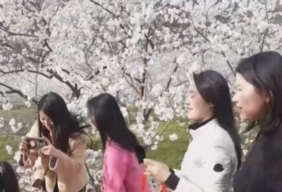 “美食+非遺”融入春日賞花之旅 各地?fù)屪ァ懊利惤?jīng)濟(jì)”流量紅利促消費(fèi)
