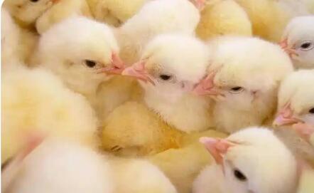 從“一只雞”到“整條鏈”——國產(chǎn)種禽貿(mào)易跨越式發(fā)展樣本