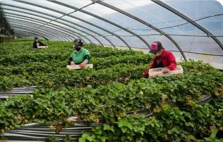 “土疙瘩”變“金疙瘩”——內(nèi)蒙古呼和浩特用地理標(biāo)志打開鄉(xiāng)村振興致富門